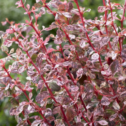 Agracejo 'Harlequin'